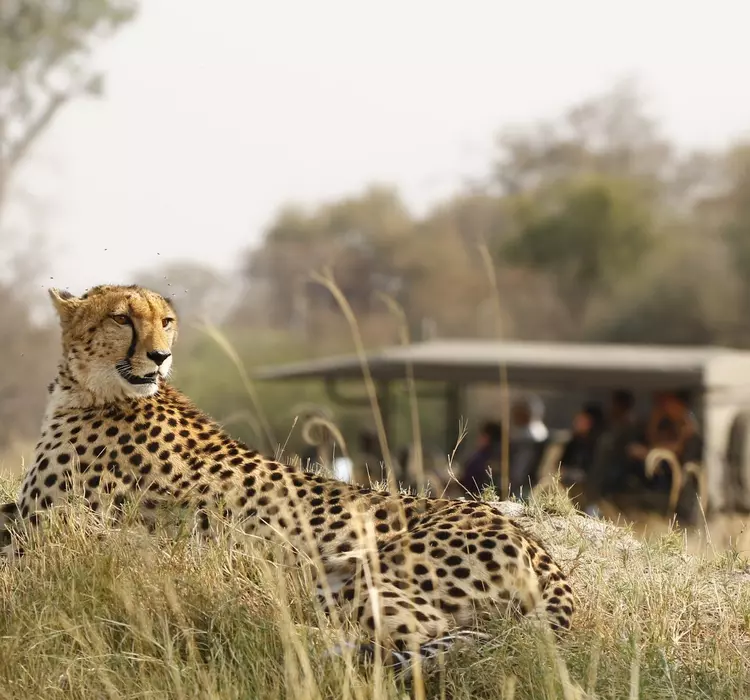 A safari group spot a cheetah 