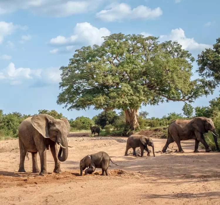 Kruger National Park, South Africa African bush elephant group, Kruger National Park, South Africa