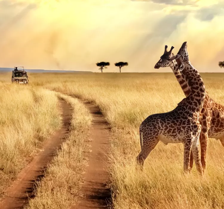 Group of giraffes in the Serengeti National Park on a sunset background with rays of sunlight