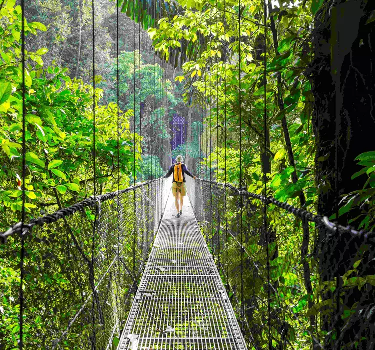 Man walking across hanging bridge in a rainforest