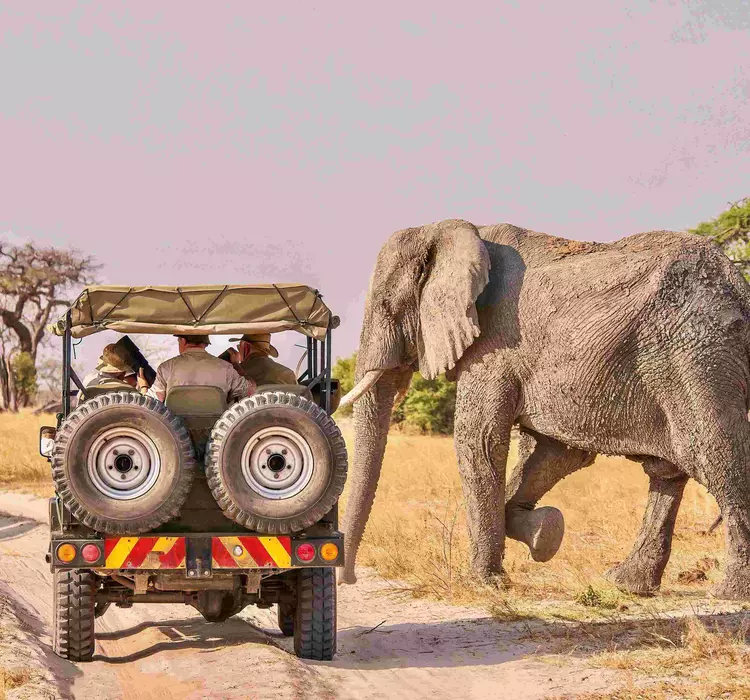 Elephant crossing in front of a safari vehicle