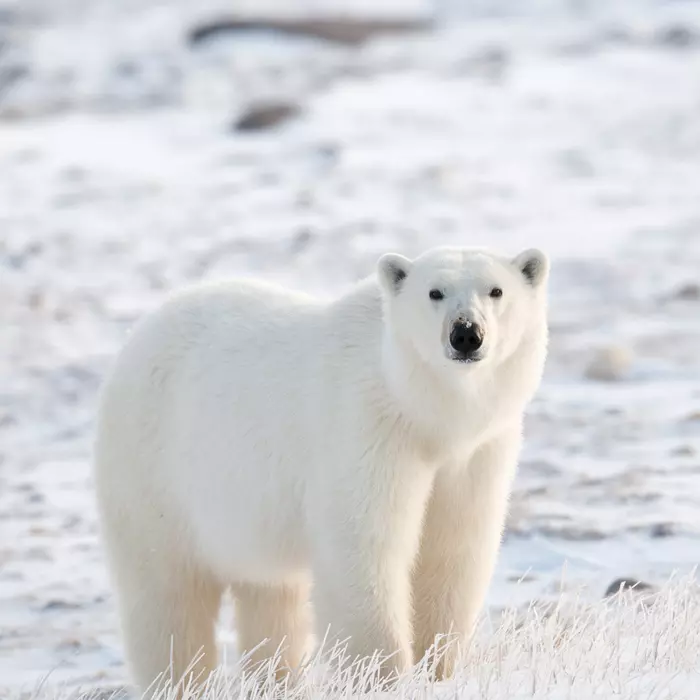 Wild polar bear (Ursus maritimus)on the pack ice, hudsons bay