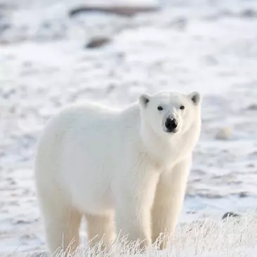 Wild polar bear (Ursus maritimus)on the pack ice, hudsons bay
