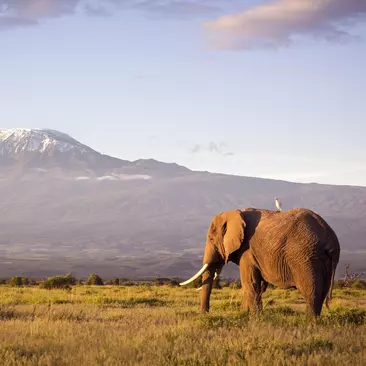 Elephant against a Kilimanjaro backdrop at sunrise. Cattle egret visible perched on the elephants back. Amboseli national park, Kenya