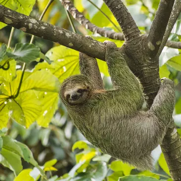 Three-toed Sloth, Tropical Rainforest, Marino Ballena National Park,