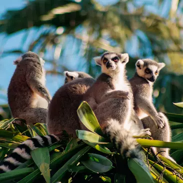 The most recognized lemur due to its long, black and white ringed tail, endemic to the island of Madagascar,
