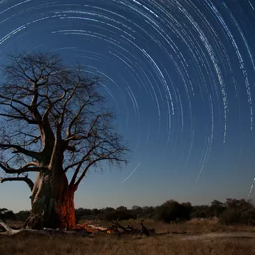 A baobab tree on an African plane