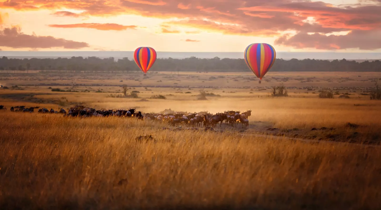 Sunrise over the Masai Mara, with a pair of low-flying hot air balloons and a herd of wildebeest below in the typical red oat grass of the region