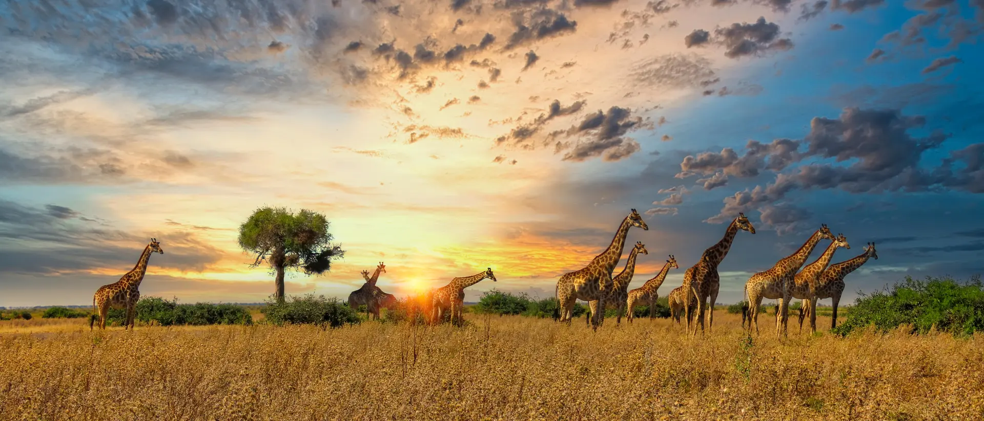 Africa Africa