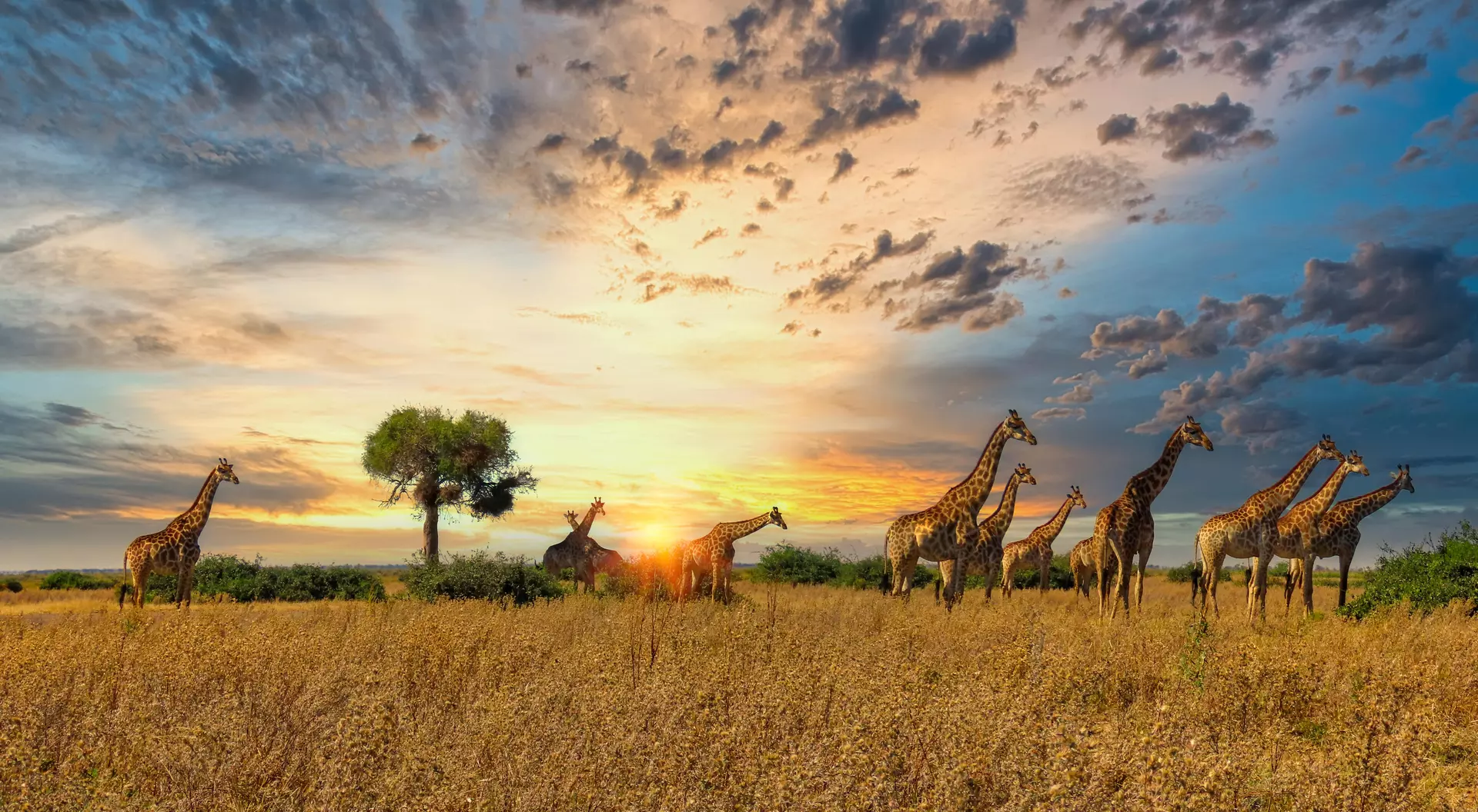 Africa Africa