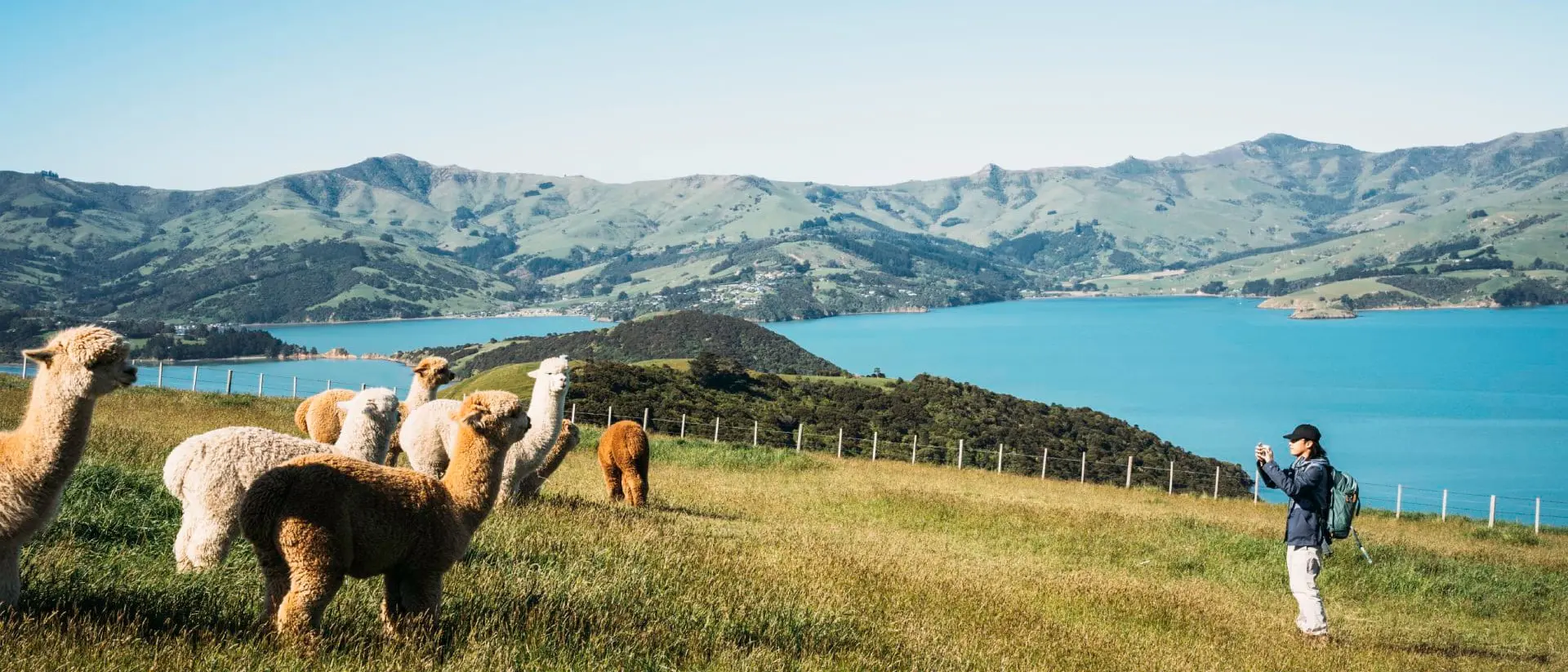A person takes a photo of several llamas in a grassy field with a lake and hills in the background on a clear day.