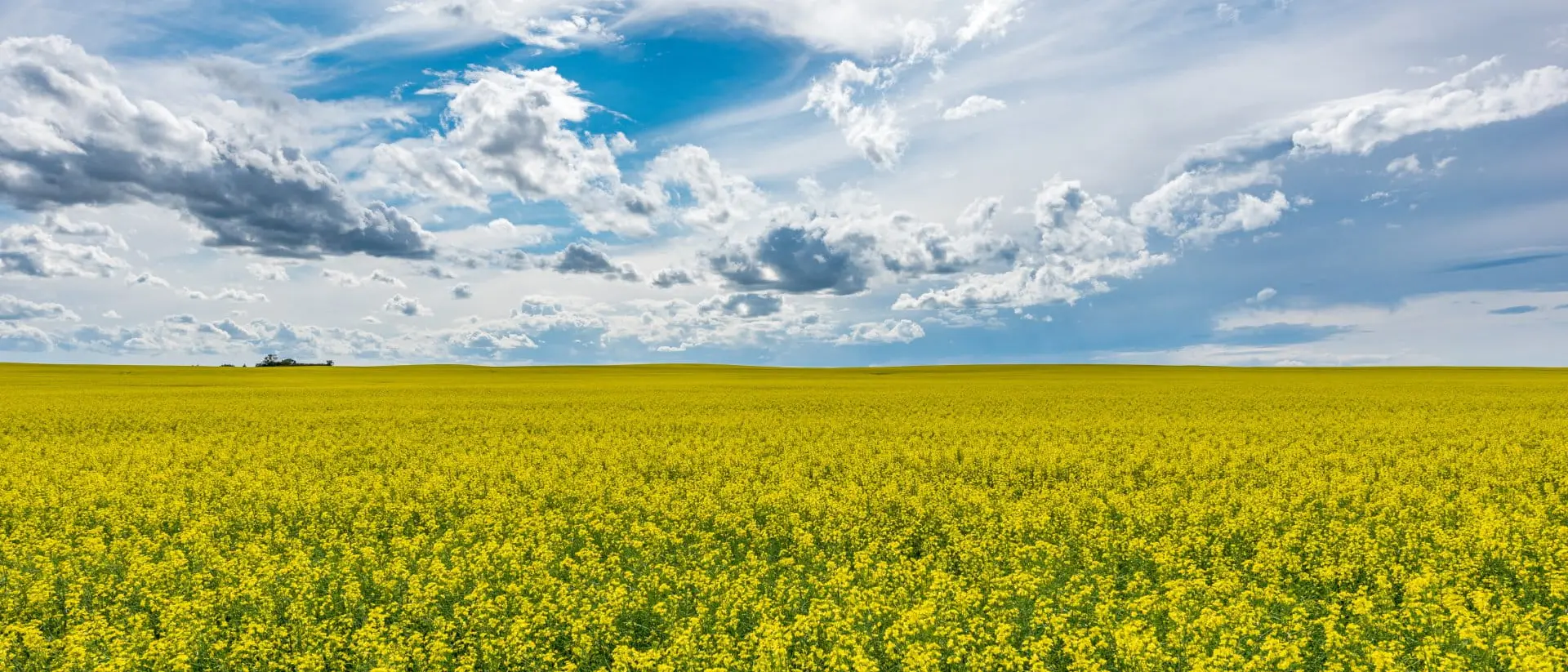 Saskatchewan, Canada A wide open, blue prairie sky over a canola field in bloom in Saskatchewan, Canada