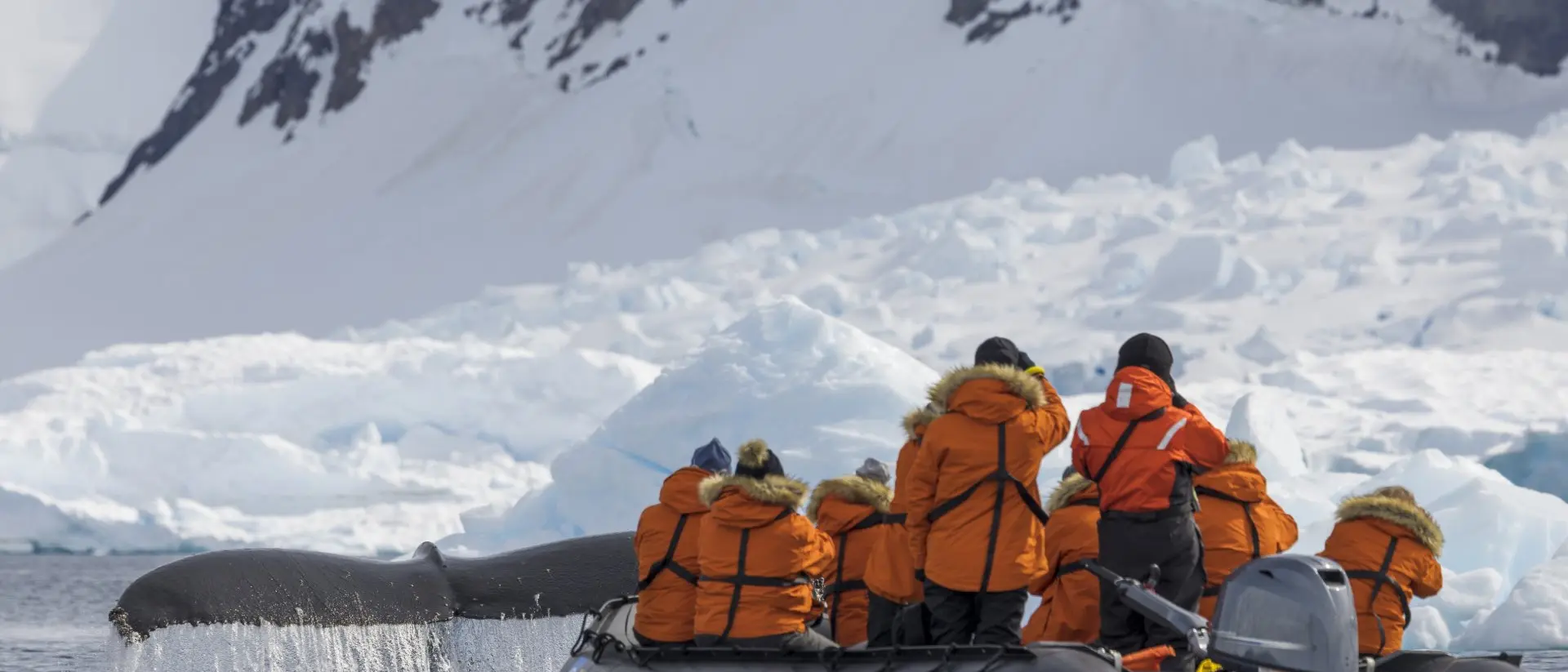 A zodiac boat tour watches a humpback whale in the wild