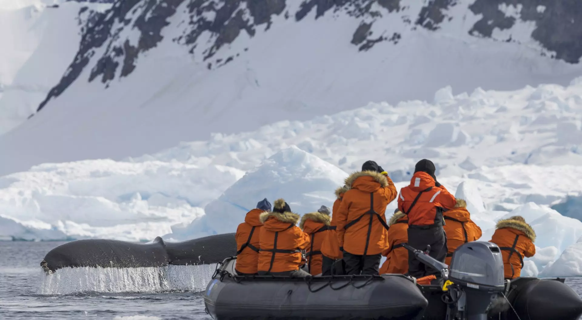 A zodiac boat tour watches a humpback whale in the wild