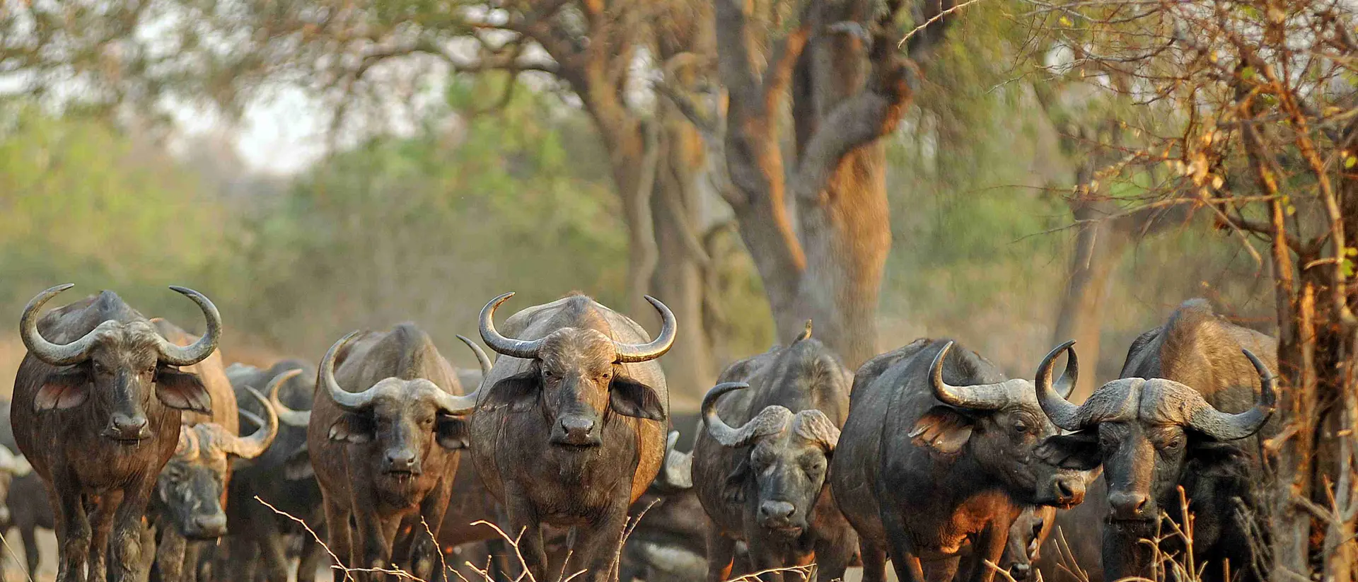 Heard of buffalo walking towards camera