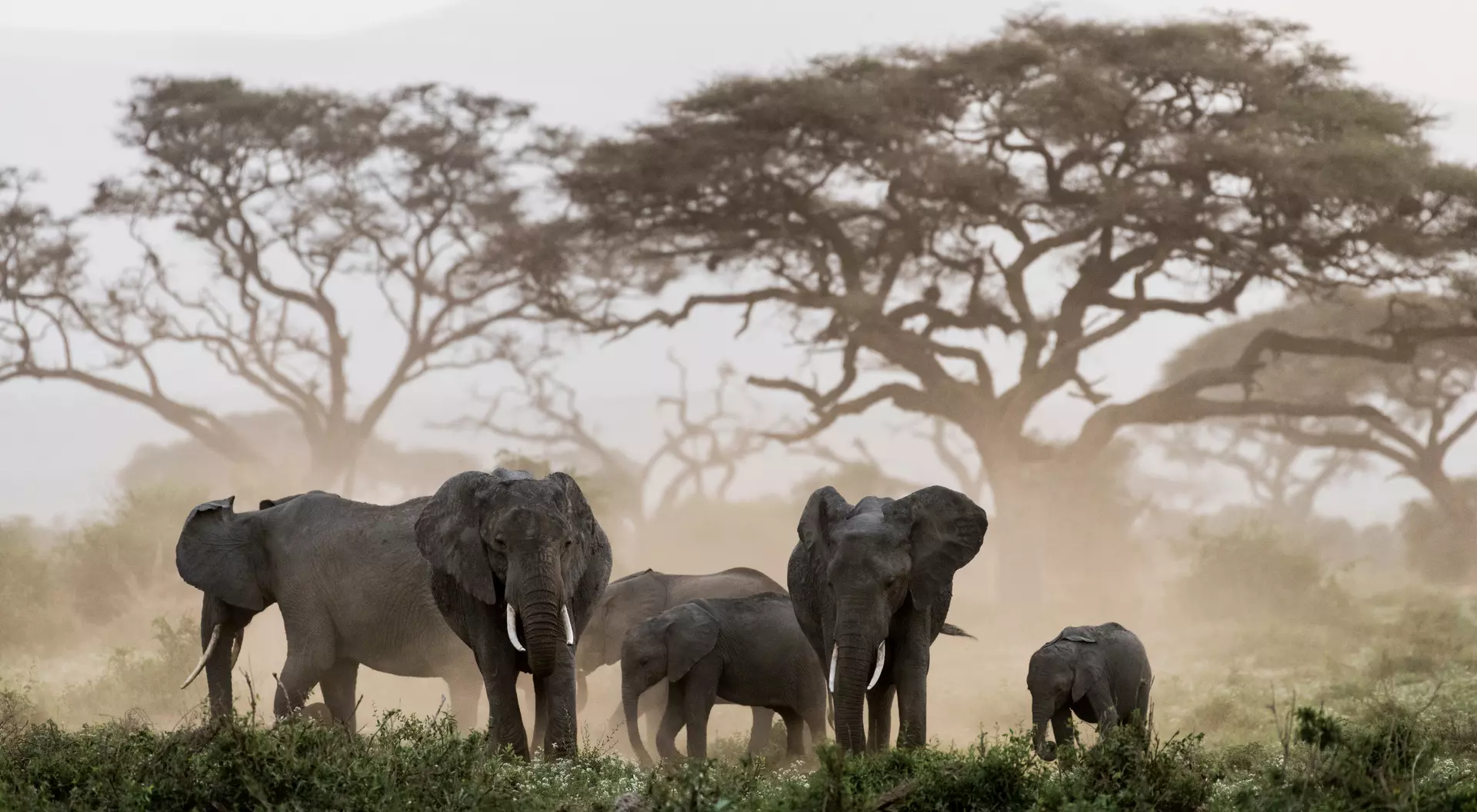 A family of African elephants