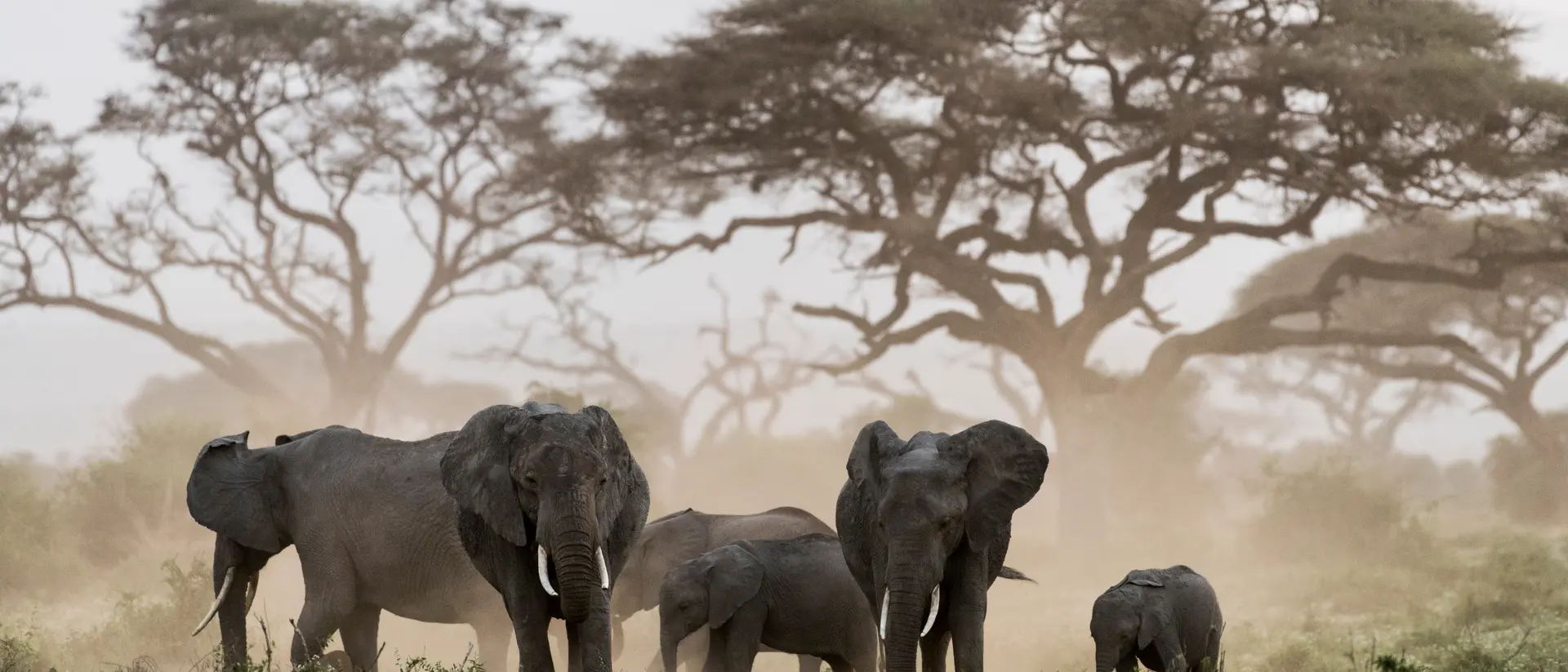 A family of African elephants