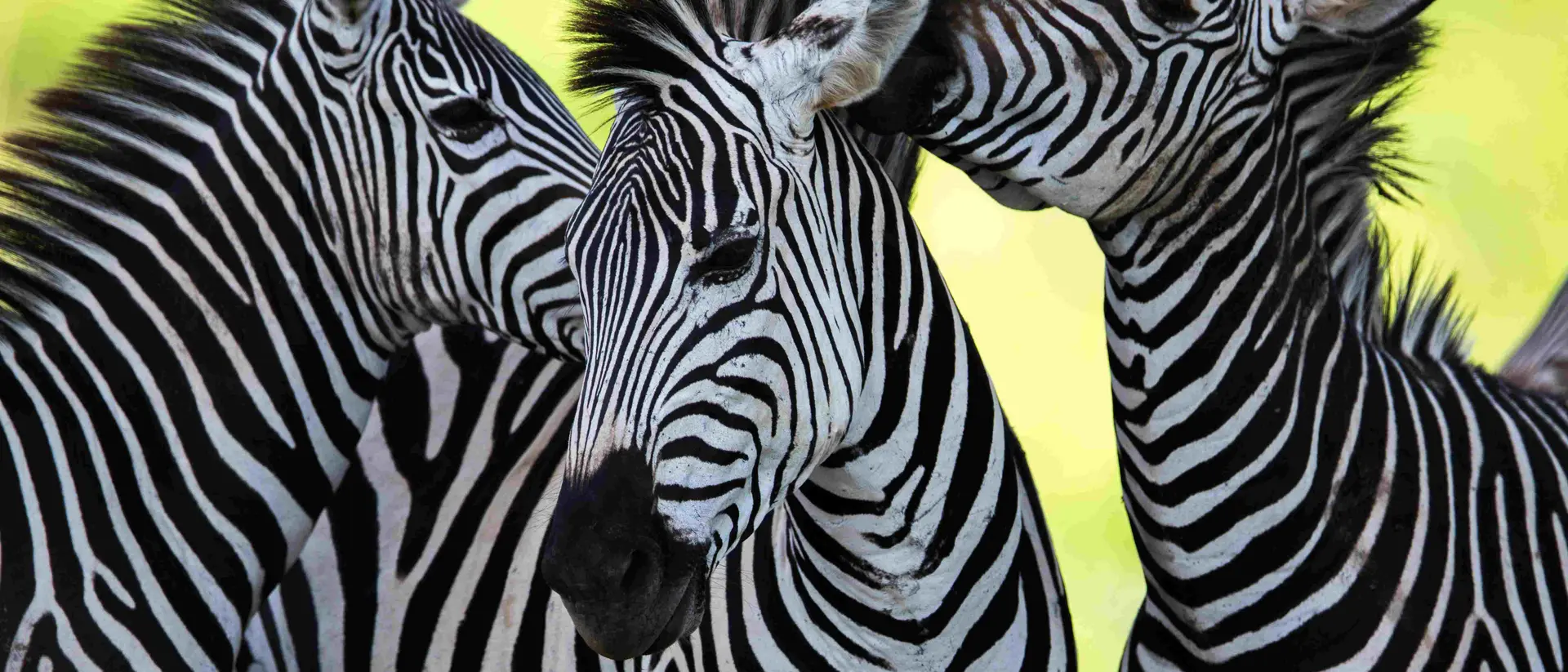 Three separates upclose in Tanzania