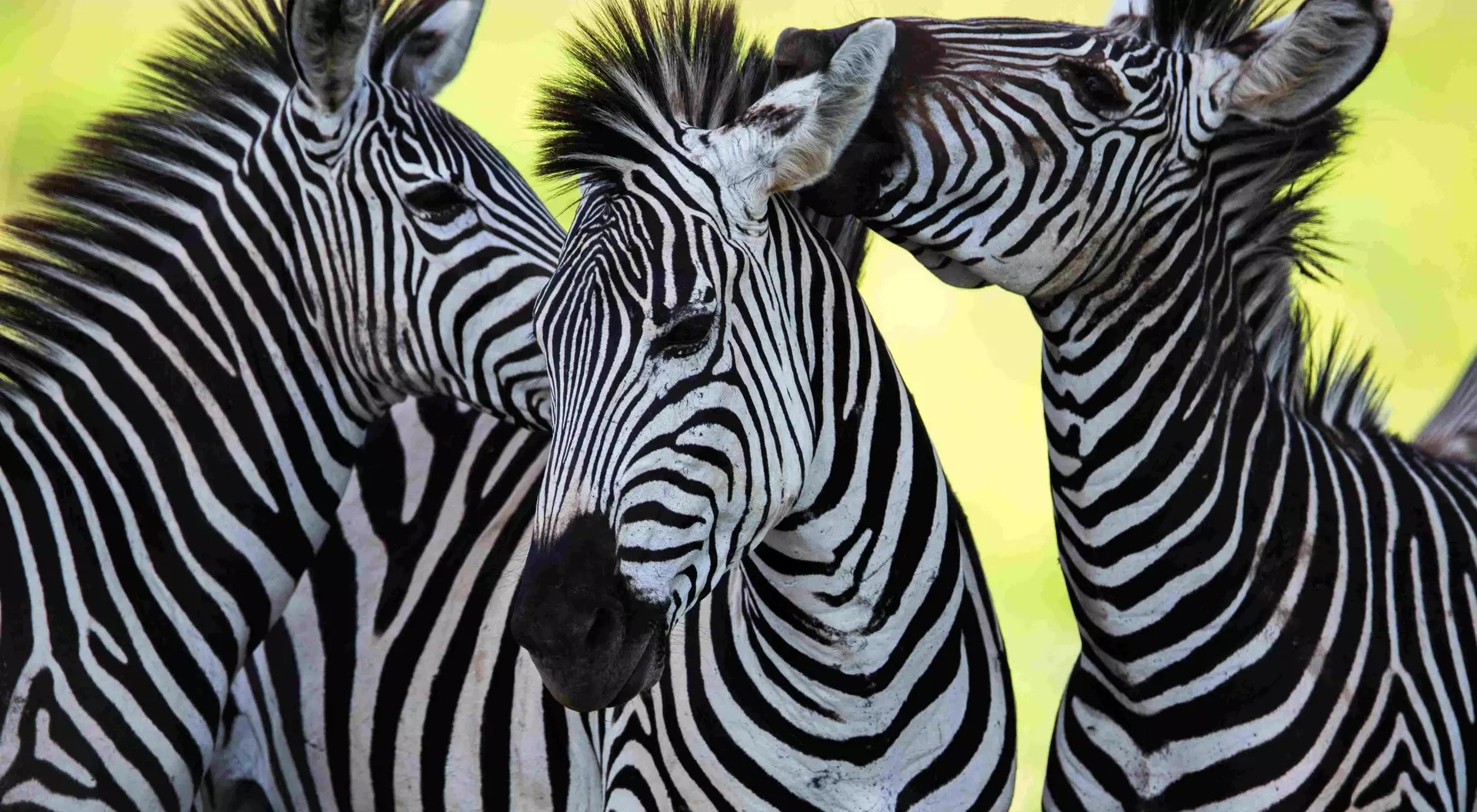 Three separates upclose in Tanzania