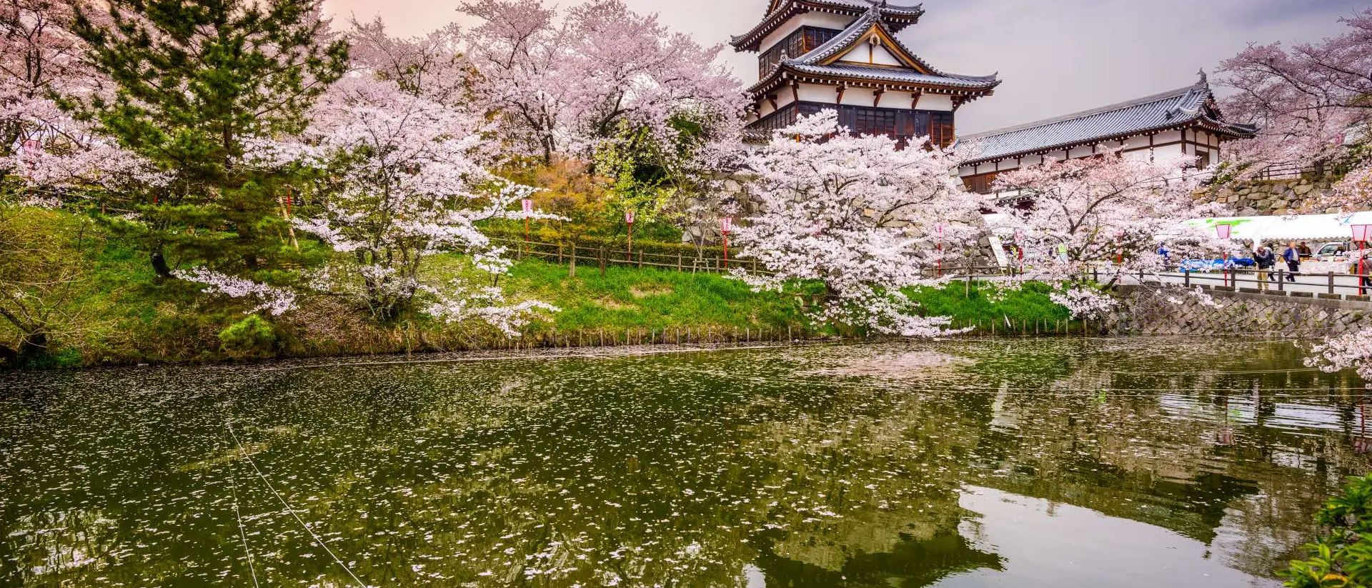 Koriyama Castle during the Spring with pink Cherry Blossom flowers