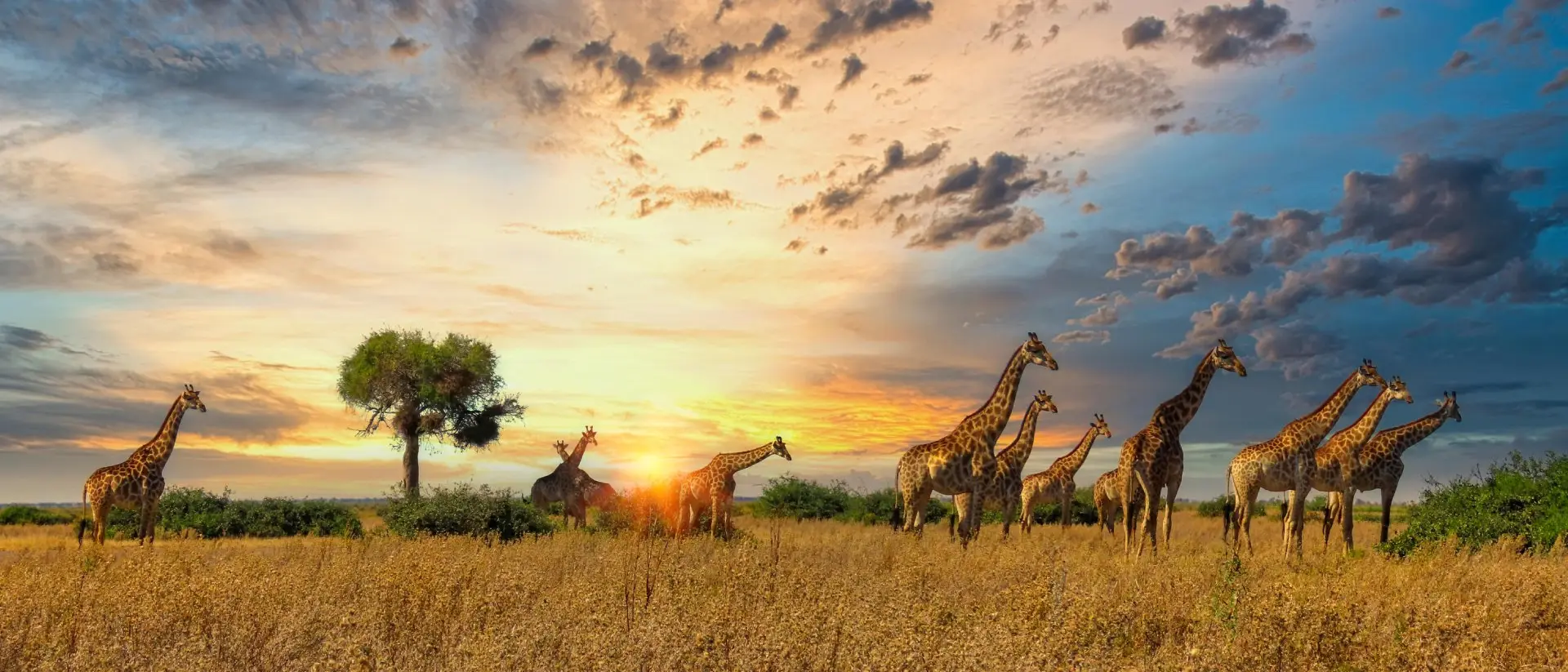 Africa
