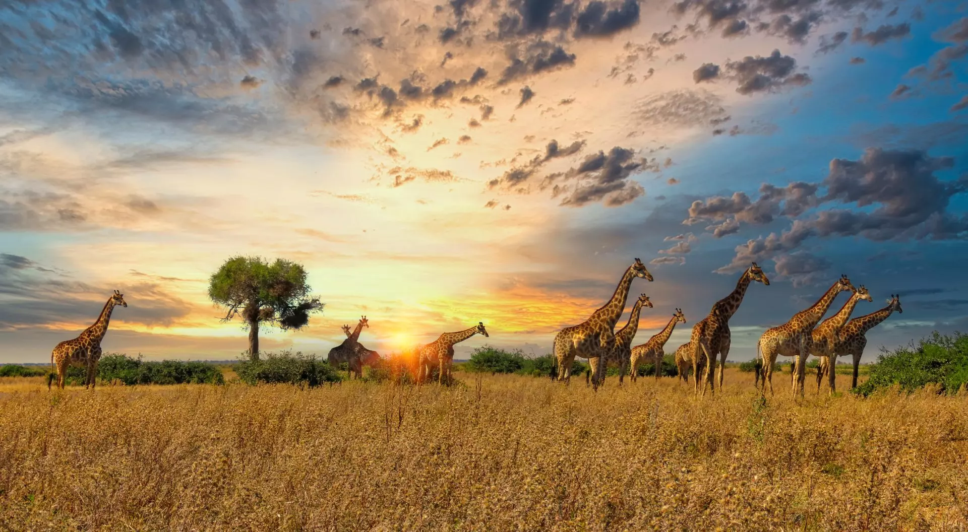 Africa