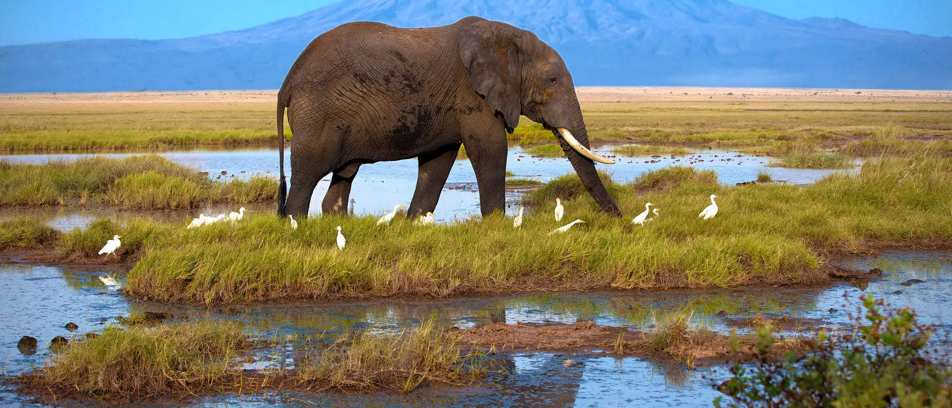 Amboseli Amboseli