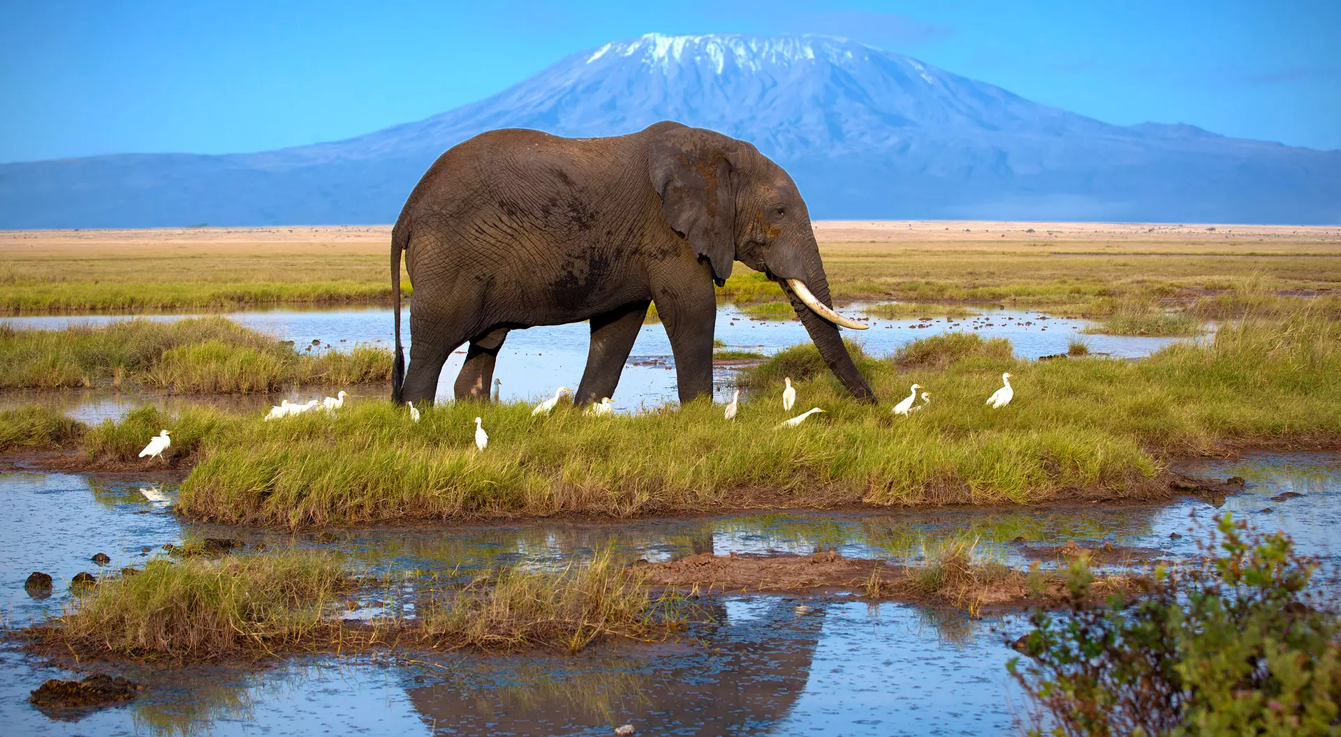 Amboseli Amboseli