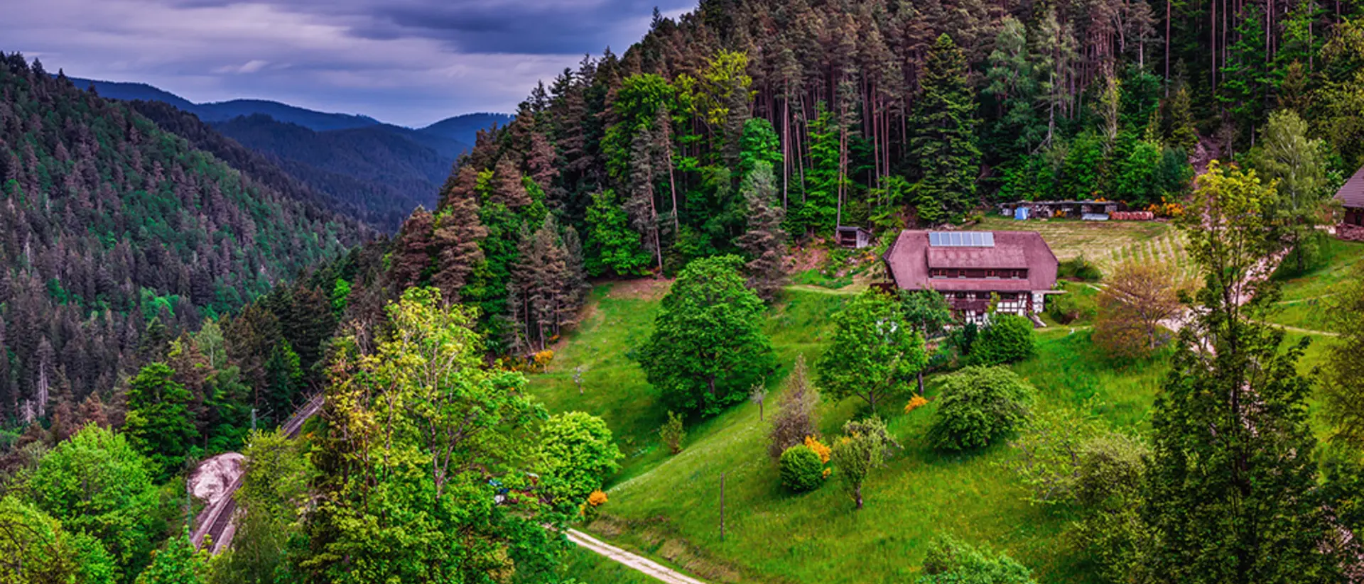The Black Forest
