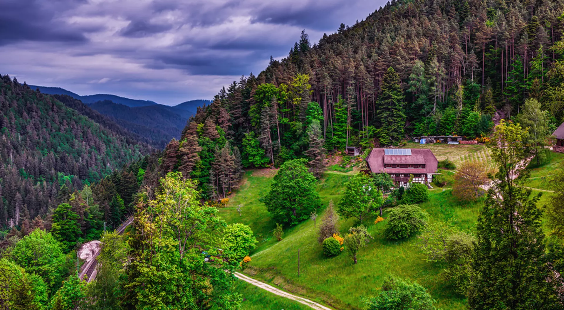 The Black Forest
