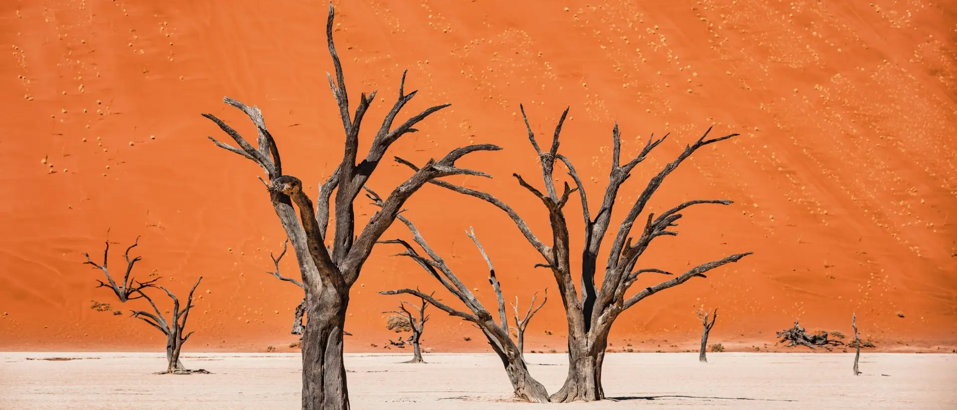 Black Dead Camelthorn Trees in dry Desert Salt Basin Landscape in front of huge orange desert sand dune