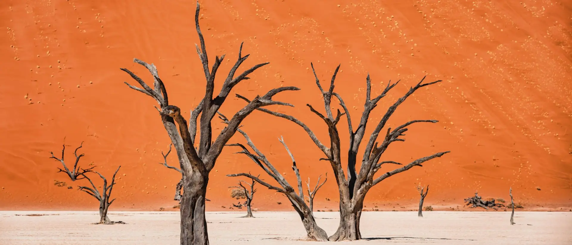 Namib Rand Nature Reserve Black Dead Camelthorn Trees in dry Desert Salt Basin Landscape in front of huge orange desert sand dune
