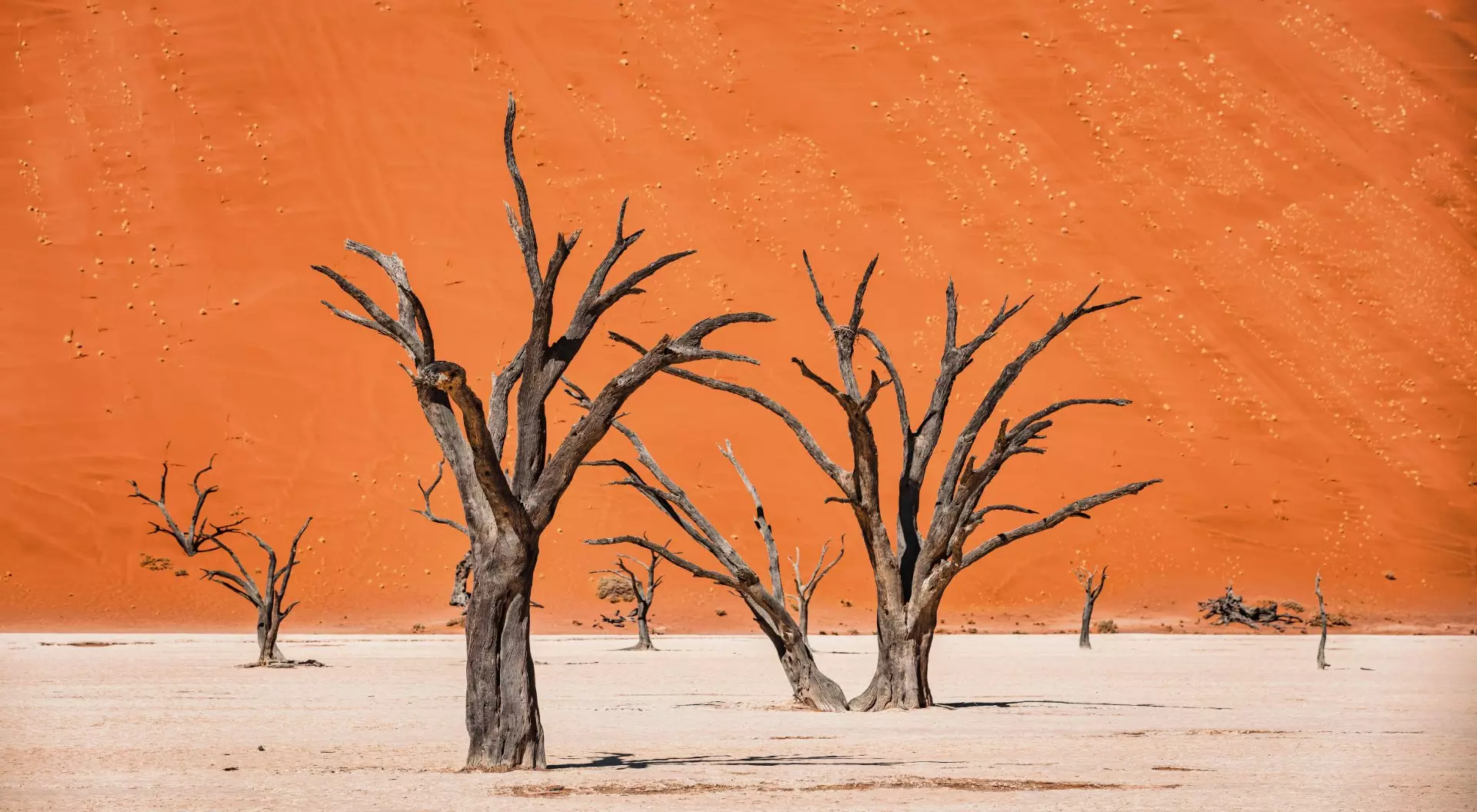 Namib Rand Nature Reserve Black Dead Camelthorn Trees in dry Desert Salt Basin Landscape in front of huge orange desert sand dune