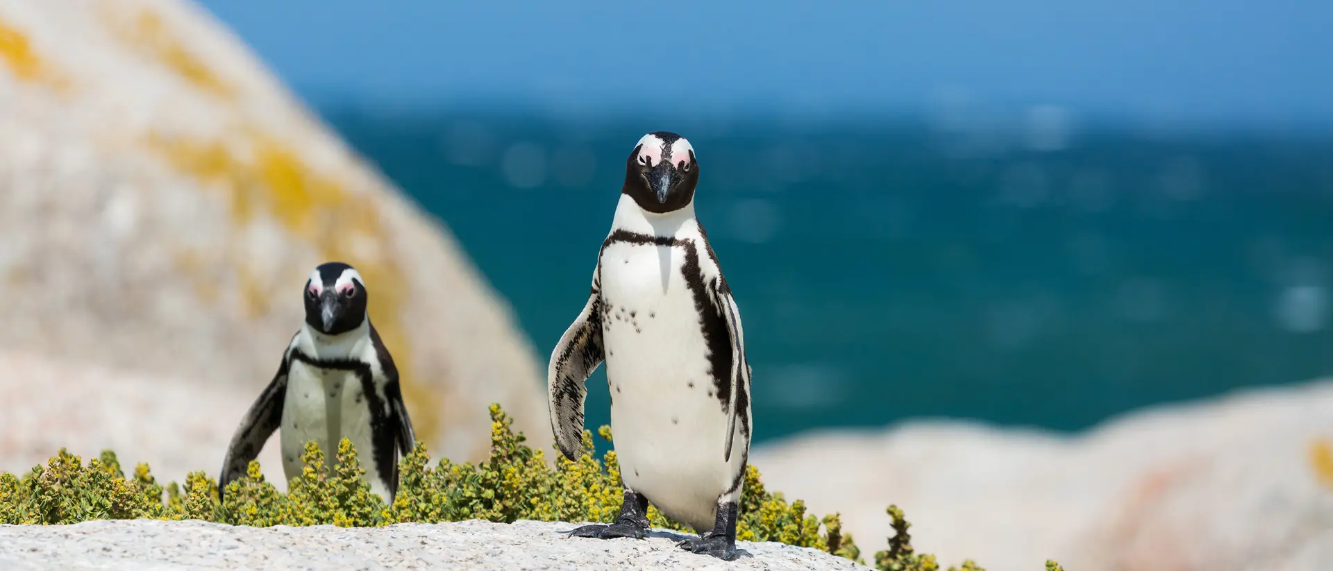 Boulders Beach