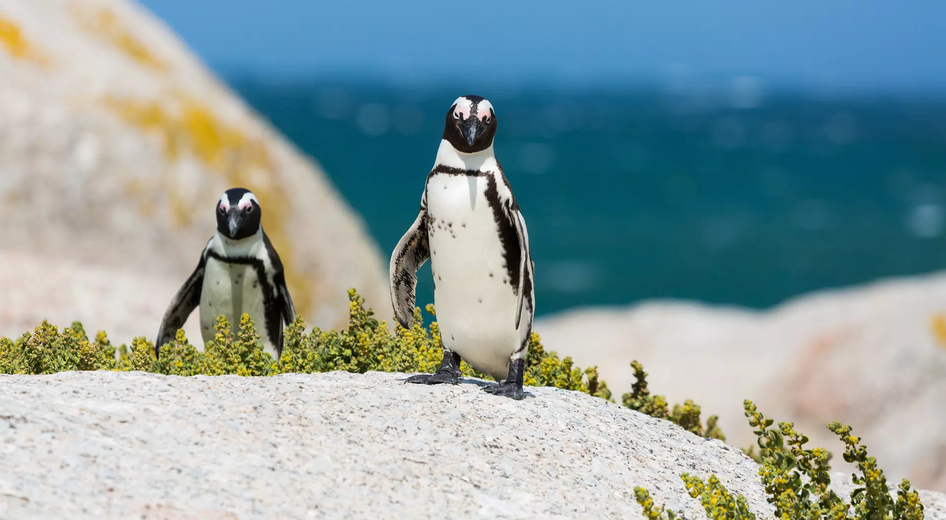 Boulders Beach