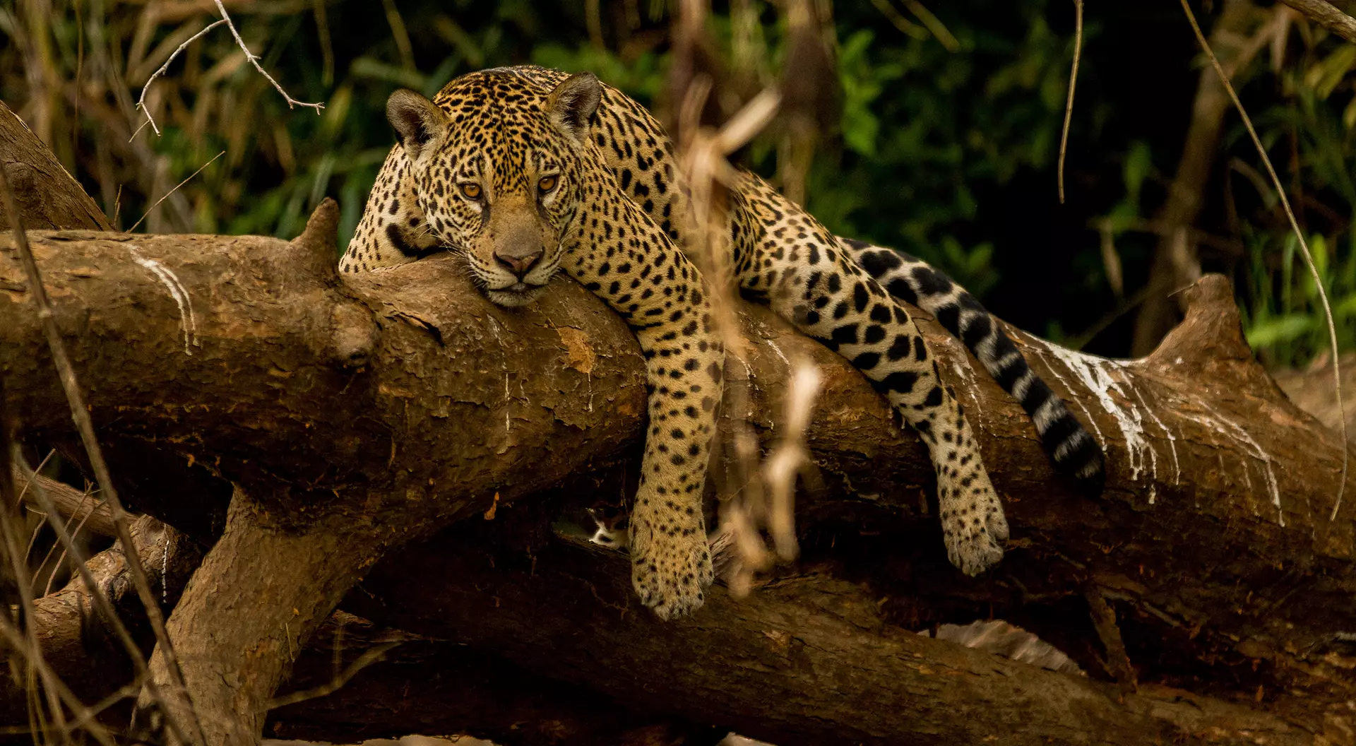 Brazilian Pantanal Brazilian Pantanal