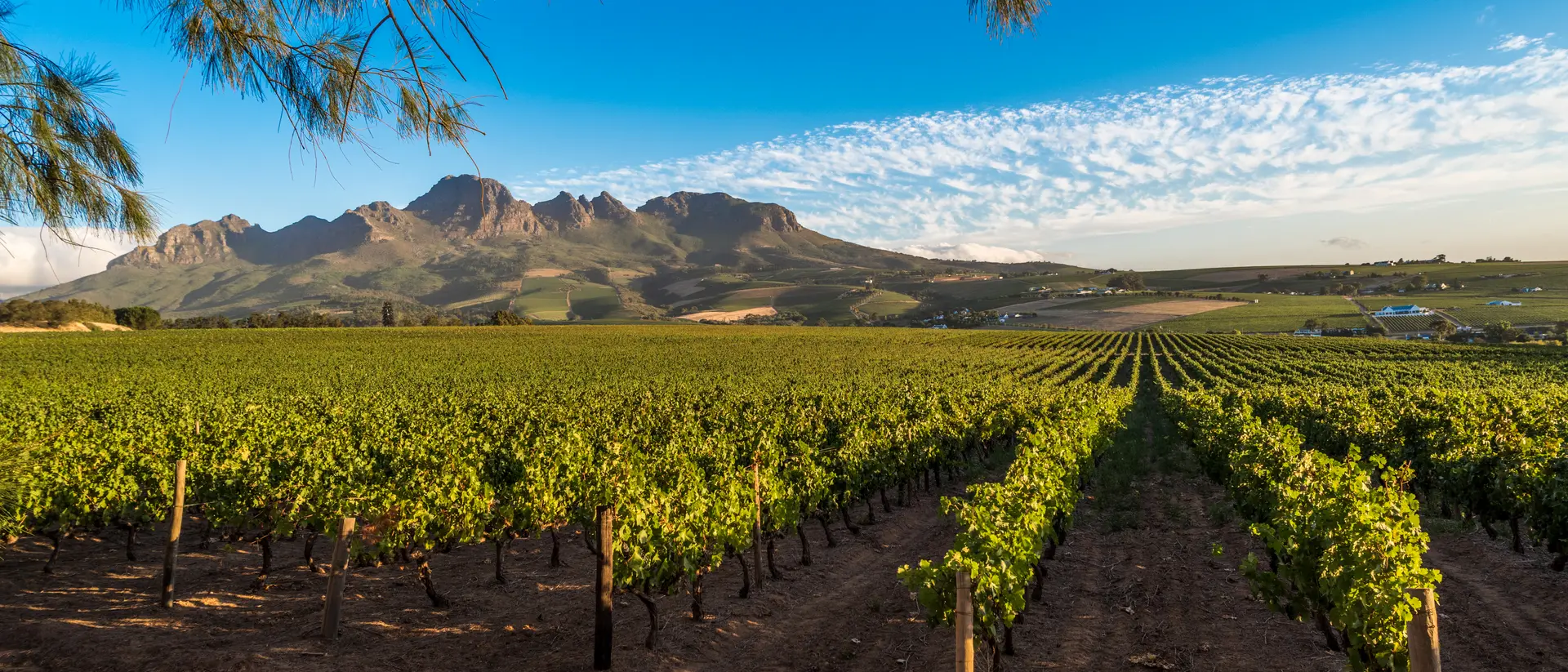 Cape Winelands Cape Winelands