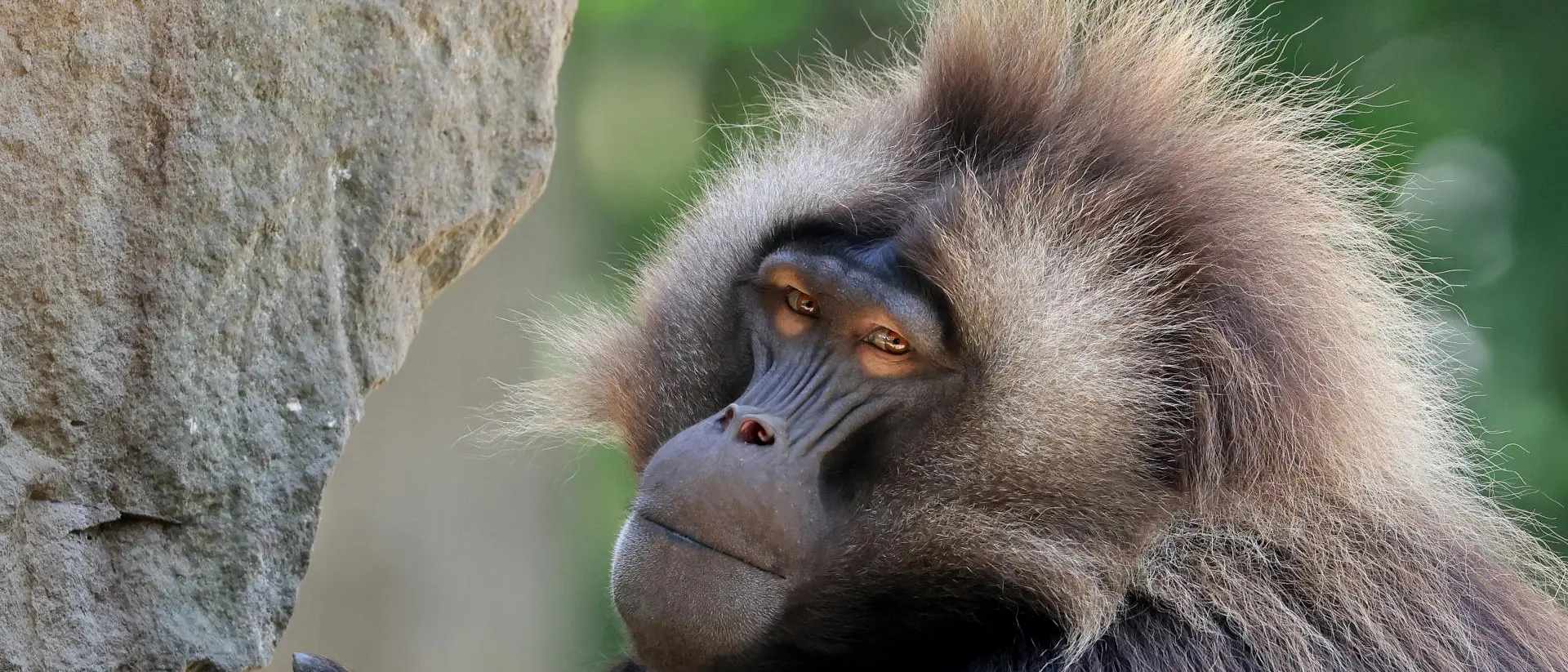 Closeup of a Gelada monkey in Ethiopia