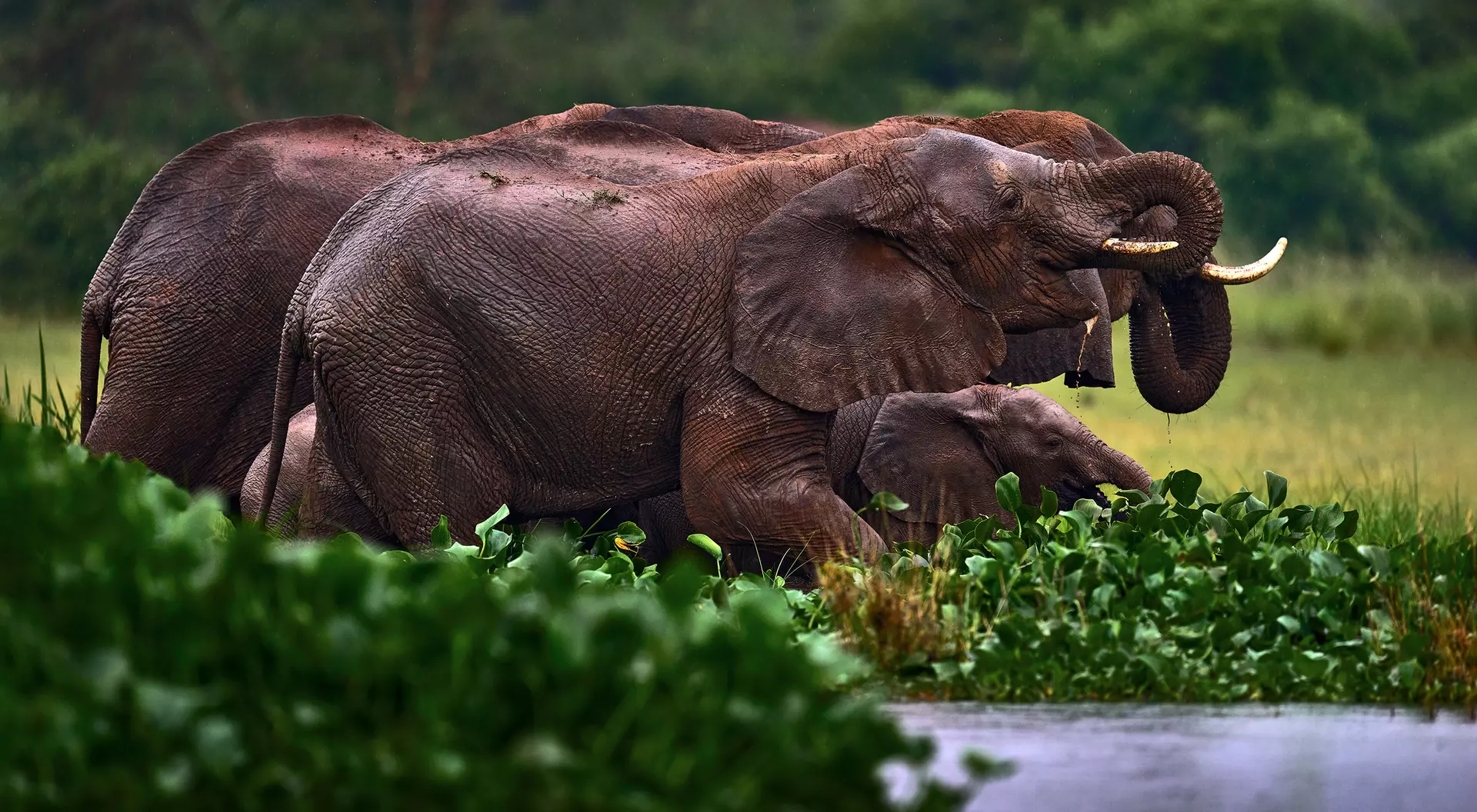 Elephants, Zambia