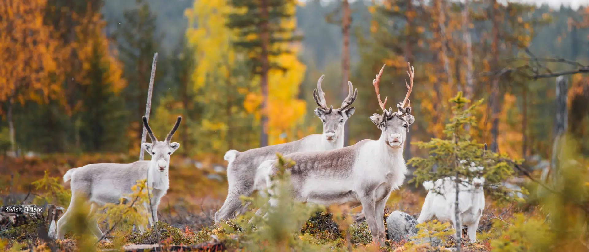 A herd of four white reindeer in Lapland, Finland, facing the camera in a colourful autumn forest.