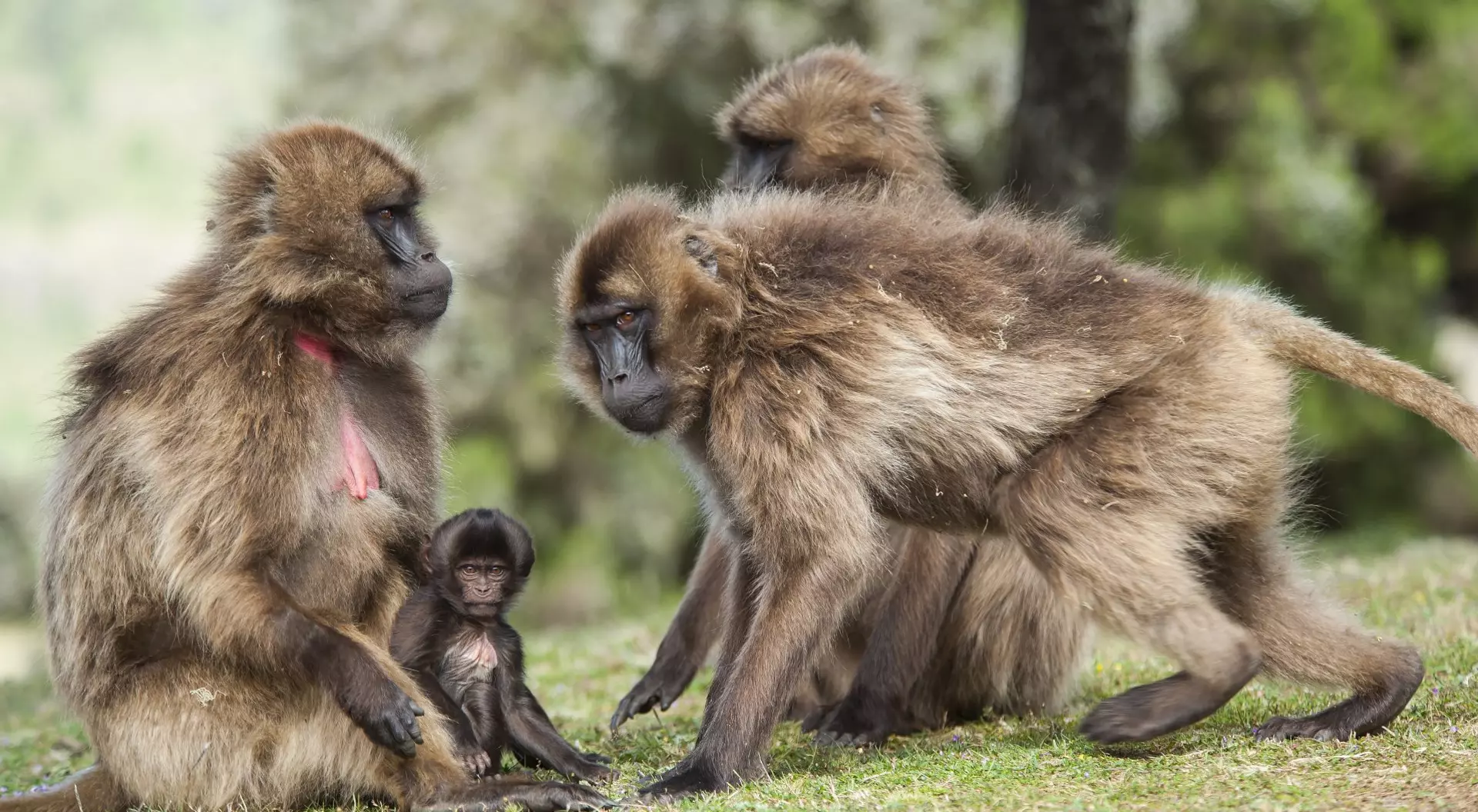 Geladas baboons in the Simien Mountains in Ethiopia