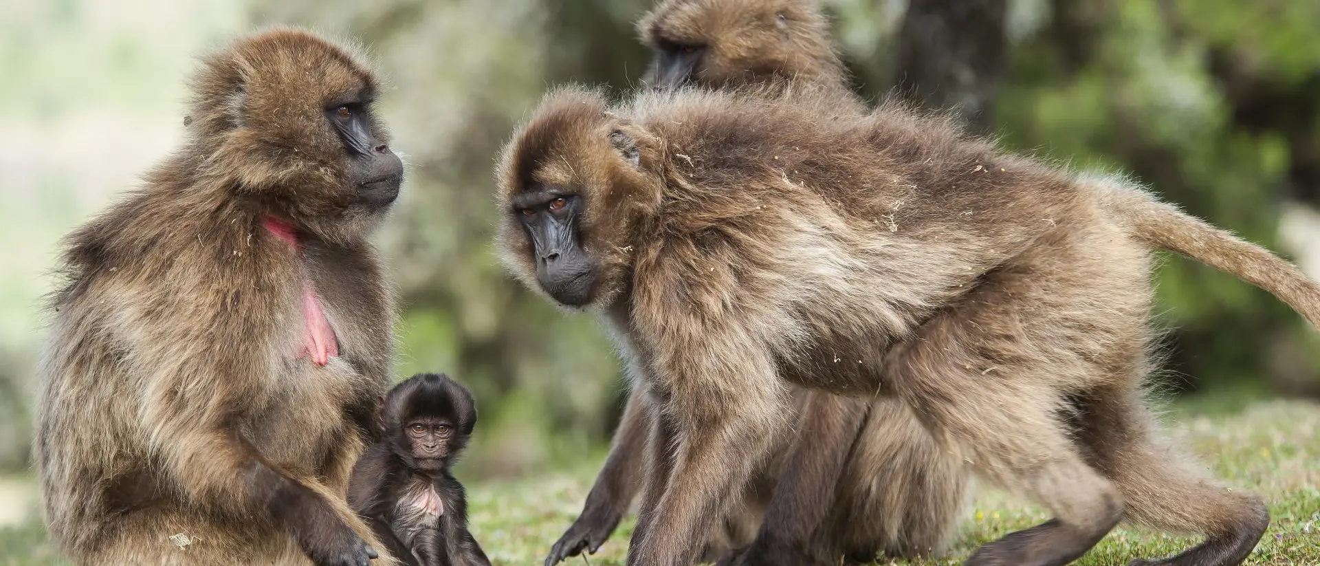 Geladas baboons in the Simien Mountains Geladas baboons in the Simien Mountains in Ethiopia