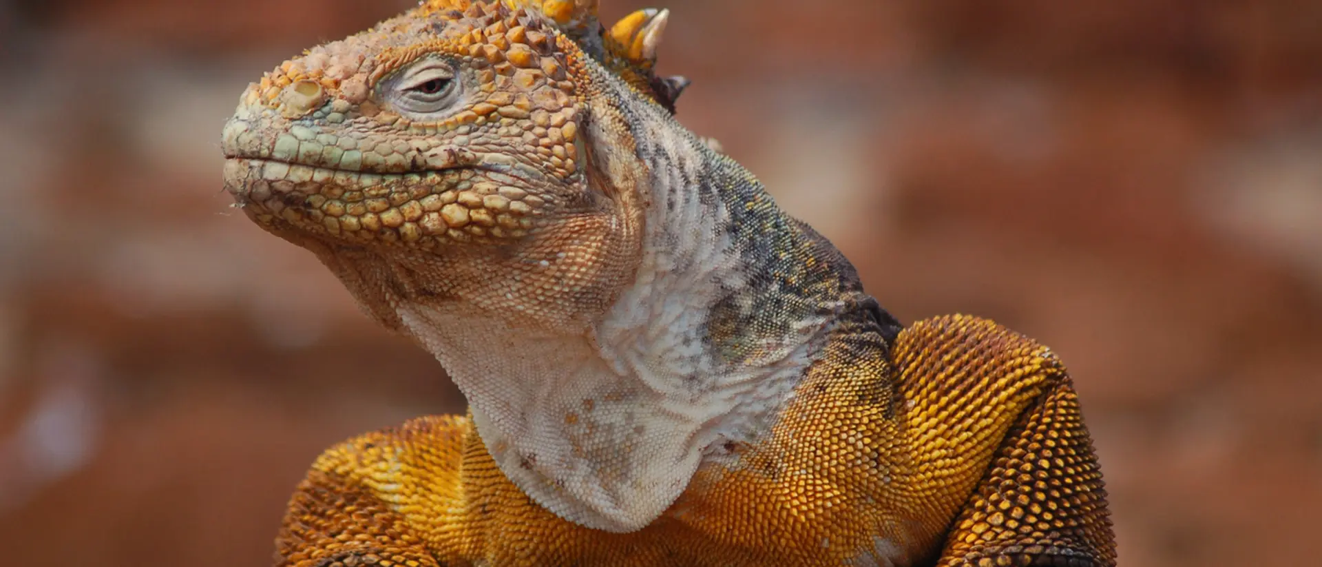 Golden Galapagos Land Iguana Golden Galapagos Land Iguana