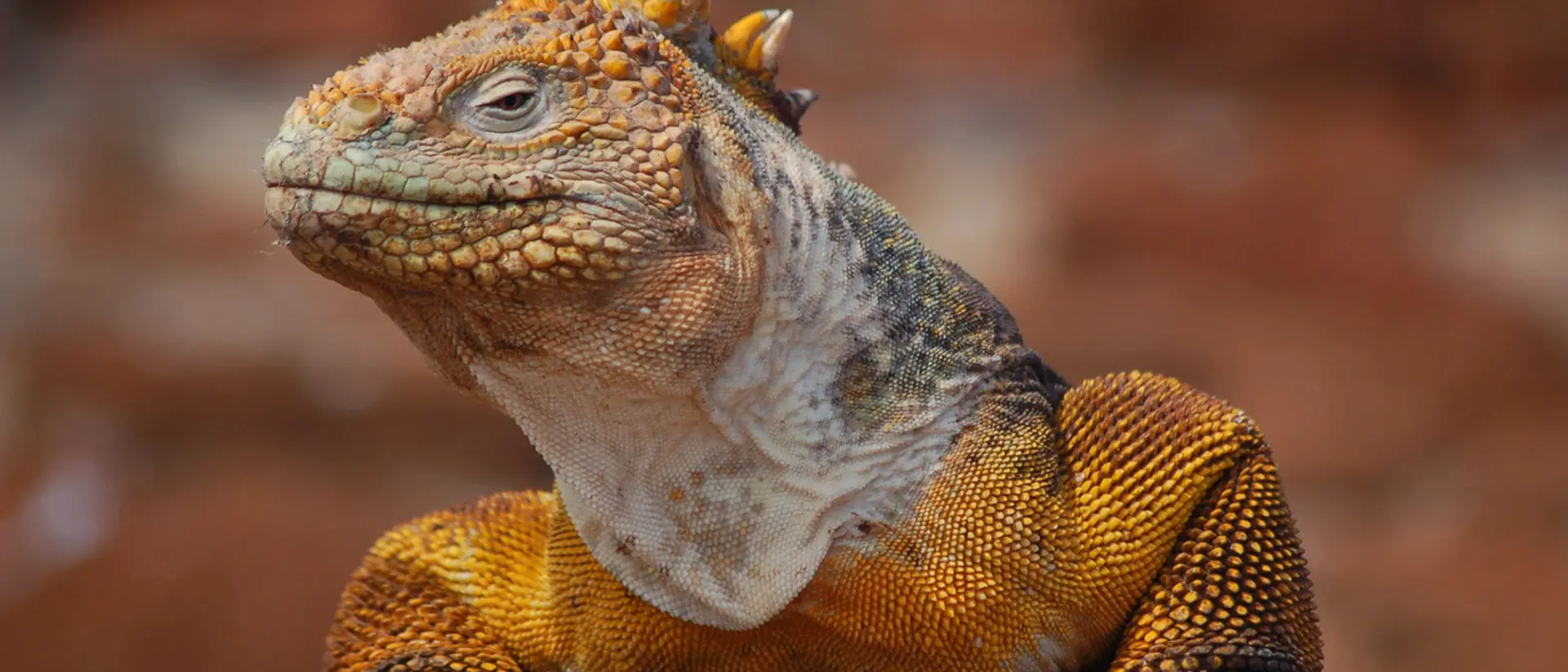 Golden Galapagos Land Iguana