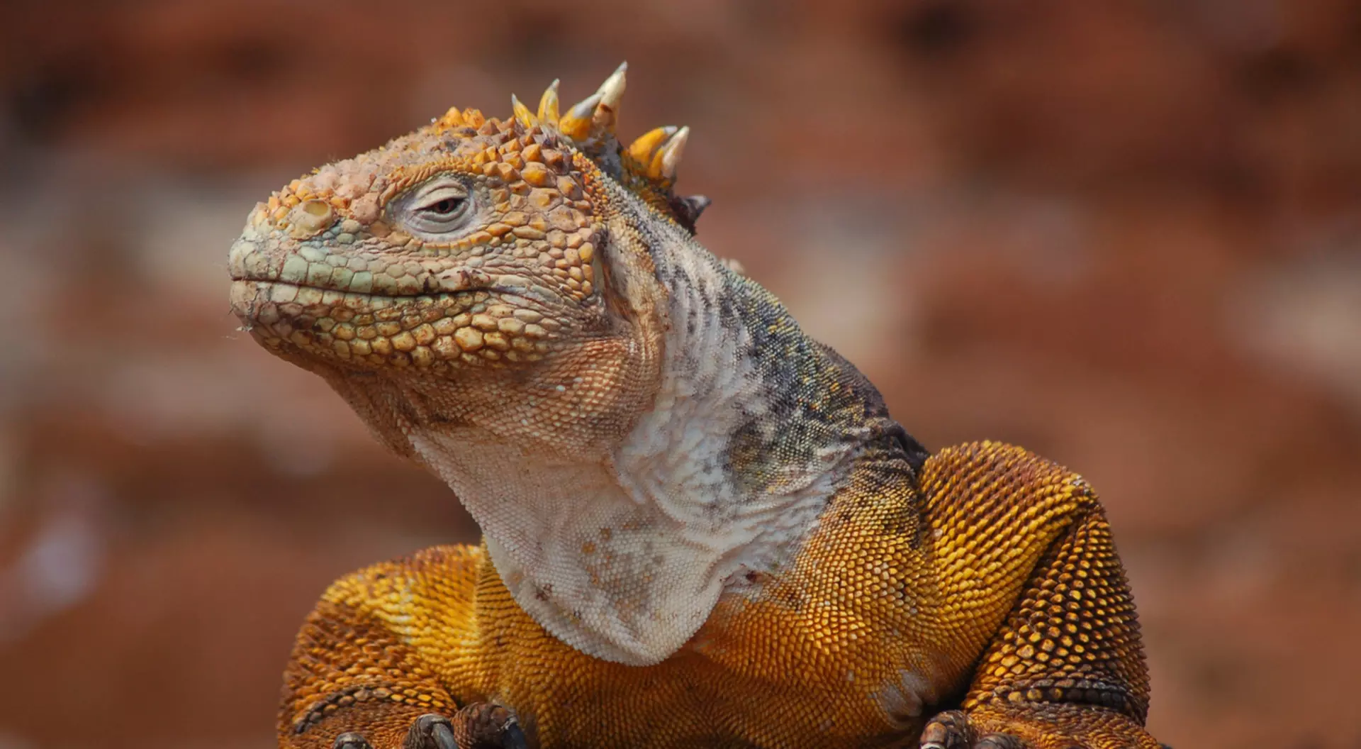 Golden Galapagos Land Iguana Golden Galapagos Land Iguana