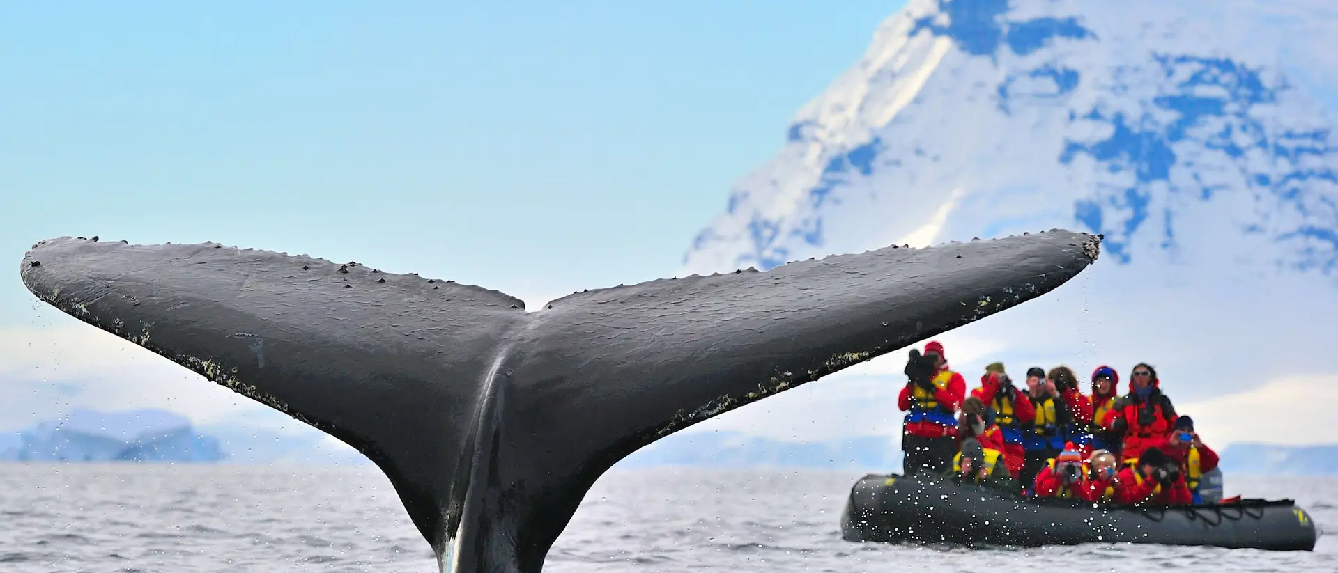 Large numbers of Humpback Whales migrate to Antarctica to feed during the summer months