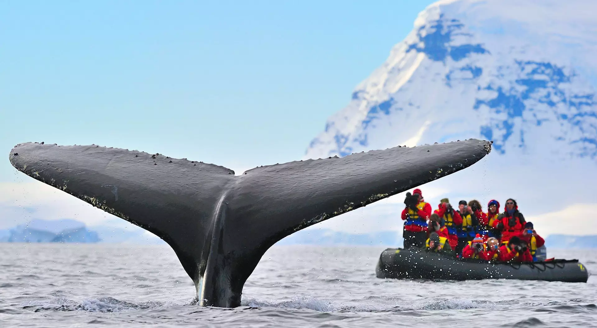 Large numbers of Humpback Whales migrate to Antarctica to feed during the summer months