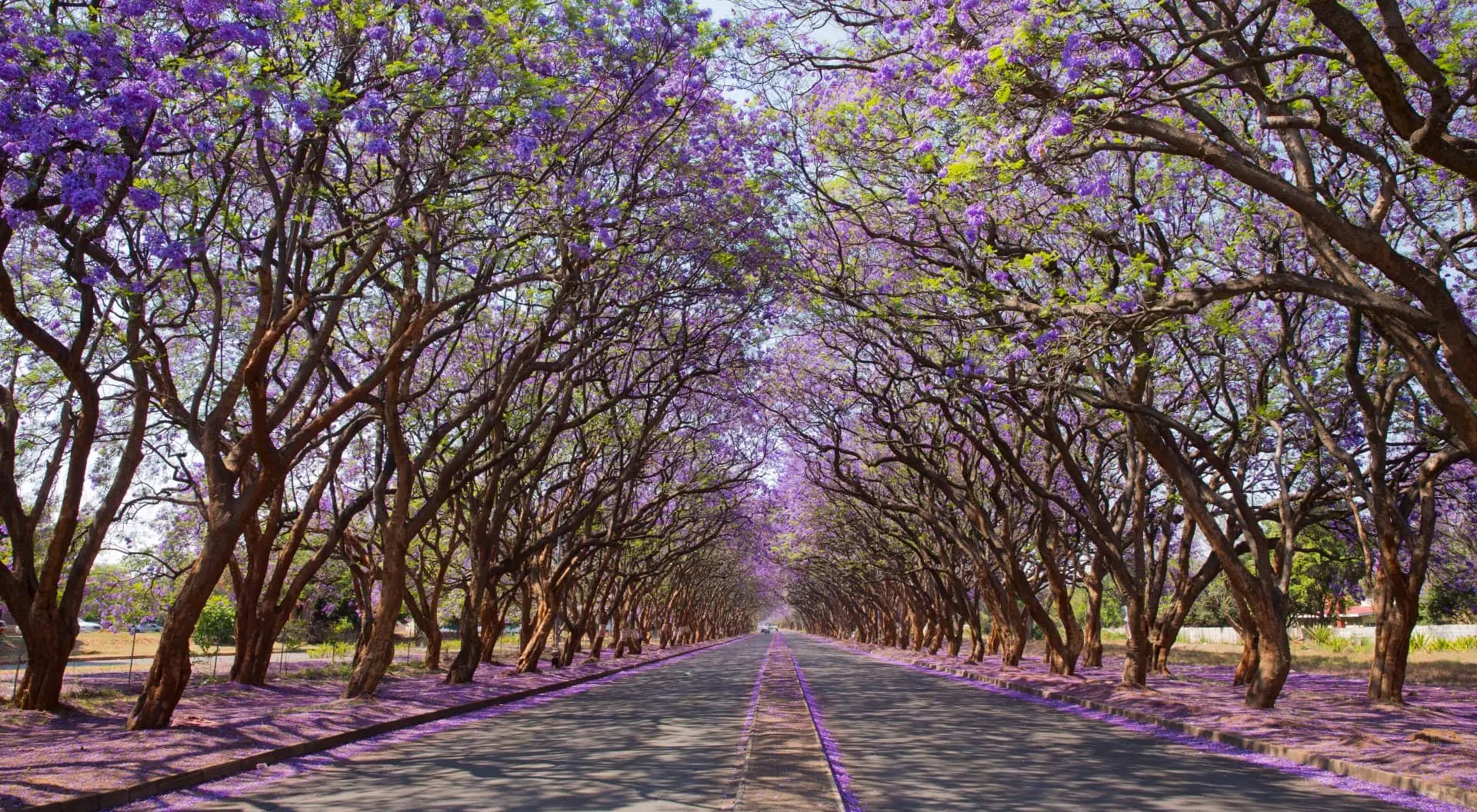 Harare, Zimbabwe Jacaranda trees (Jacaranda mimosifolia), lining Milton Avenue