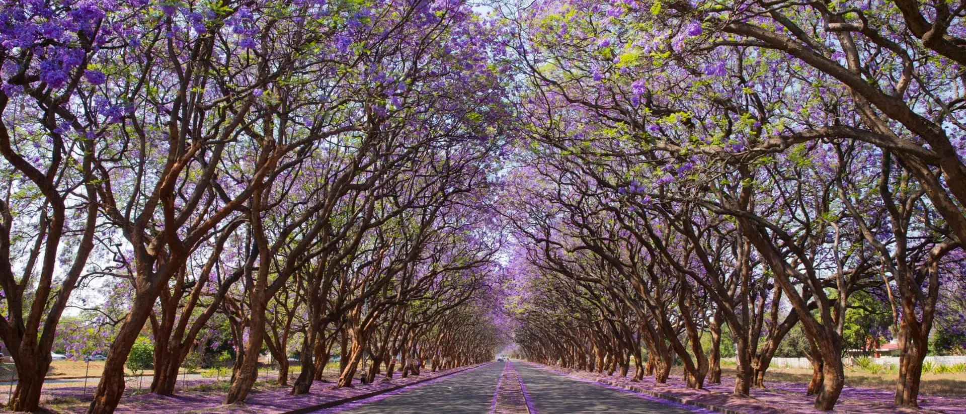 Harare, Zimbabwe Jacaranda trees (Jacaranda mimosifolia), lining Milton Avenue