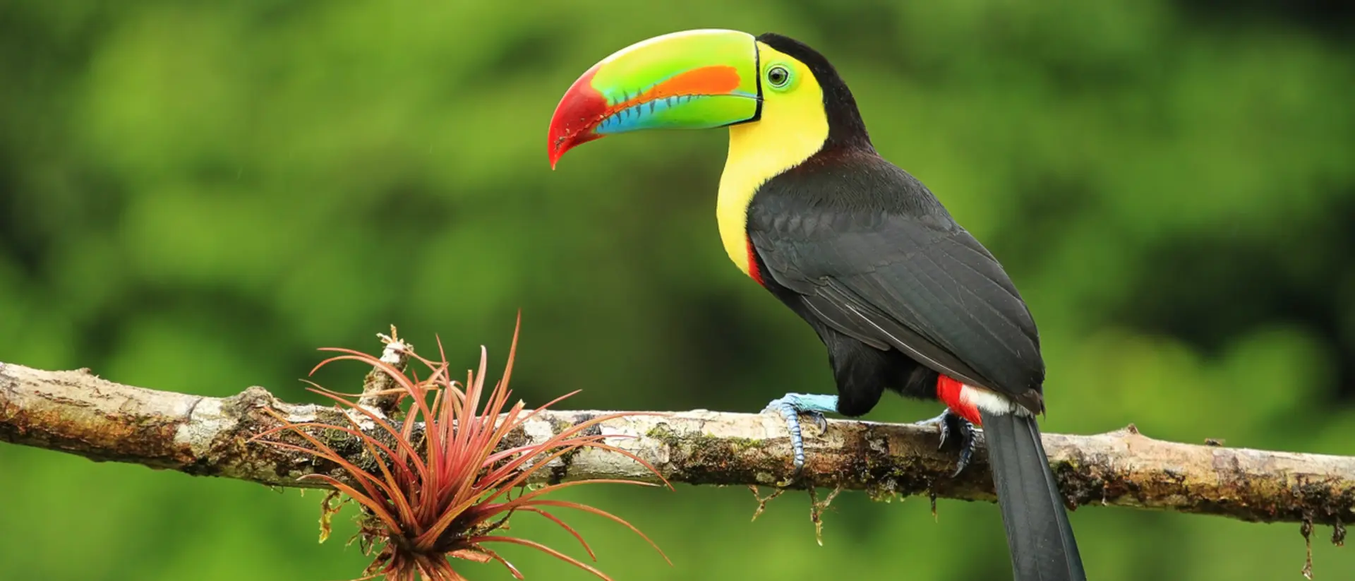 Keel-billed toucan Keel-billed toucan